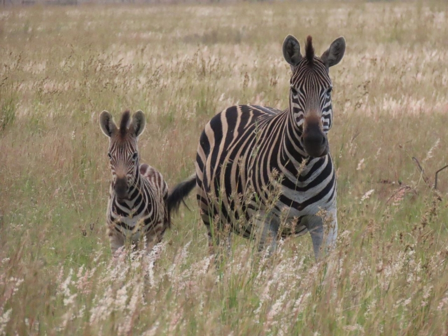 0 Bedroom Property for Sale in Potchefstroom Rural North West